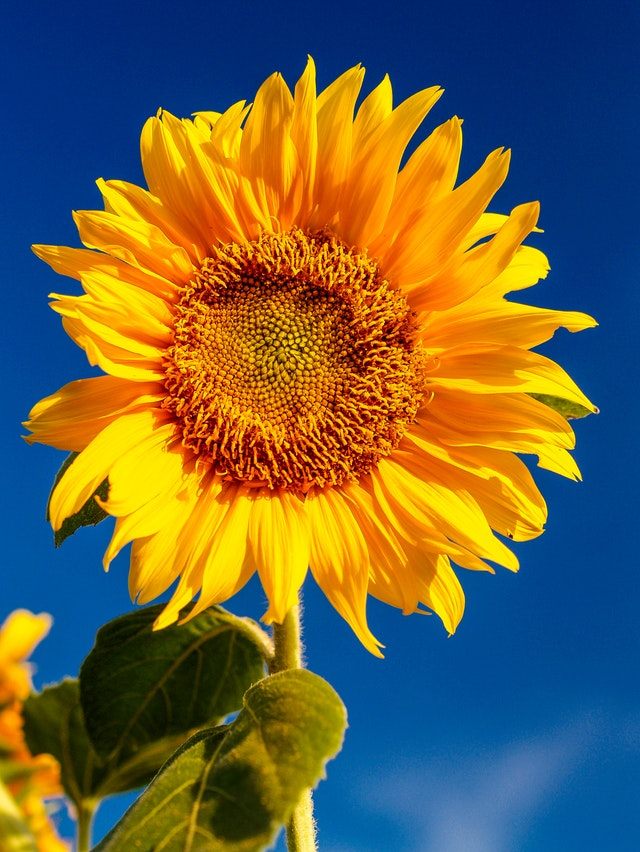 Lovely Sunflower Wallpaper For Iphone - تصویر زمینه گل آفتابگردان - HD Wallpaper 