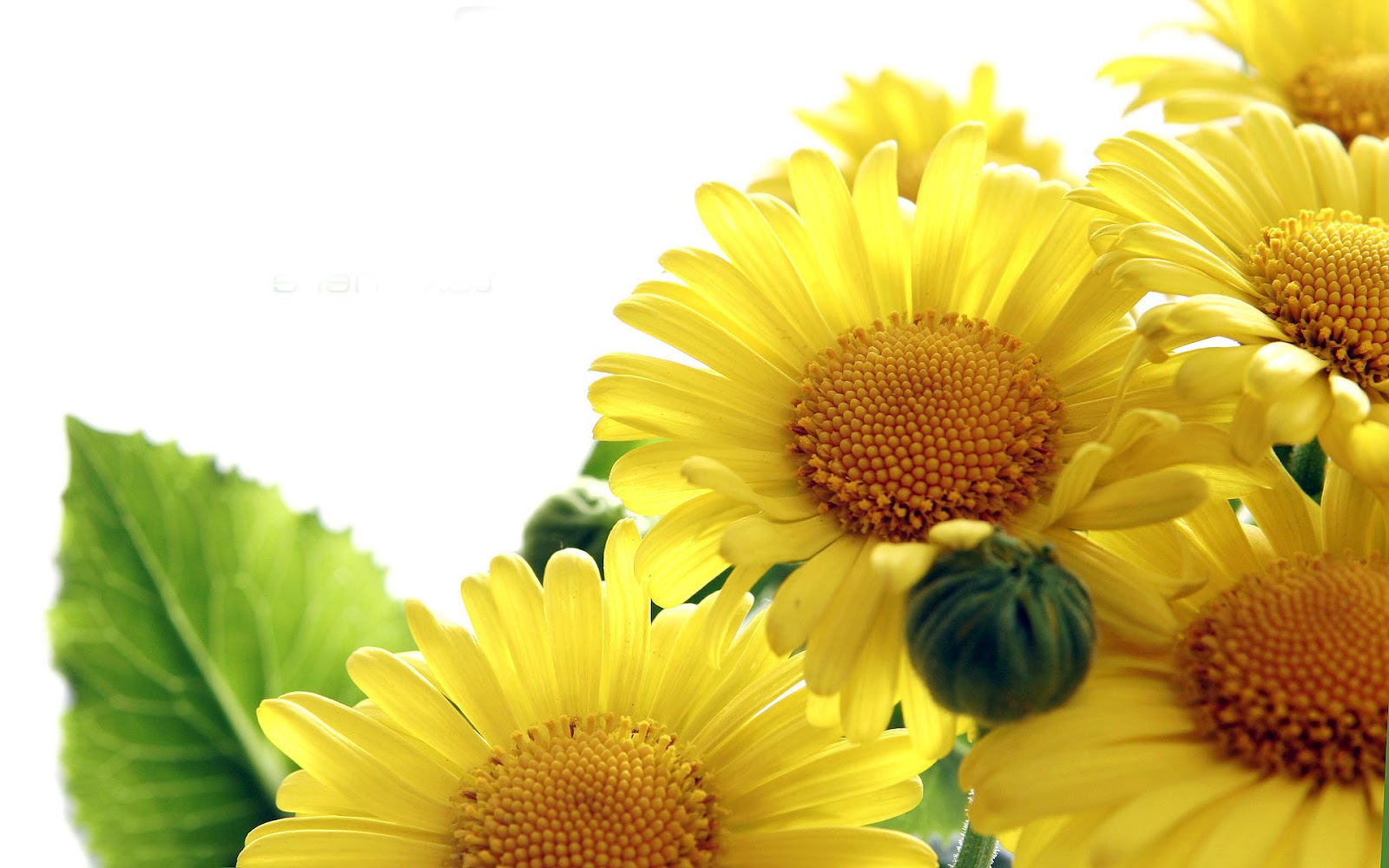 قصتي في حفظ القرآن - HD Wallpaper 