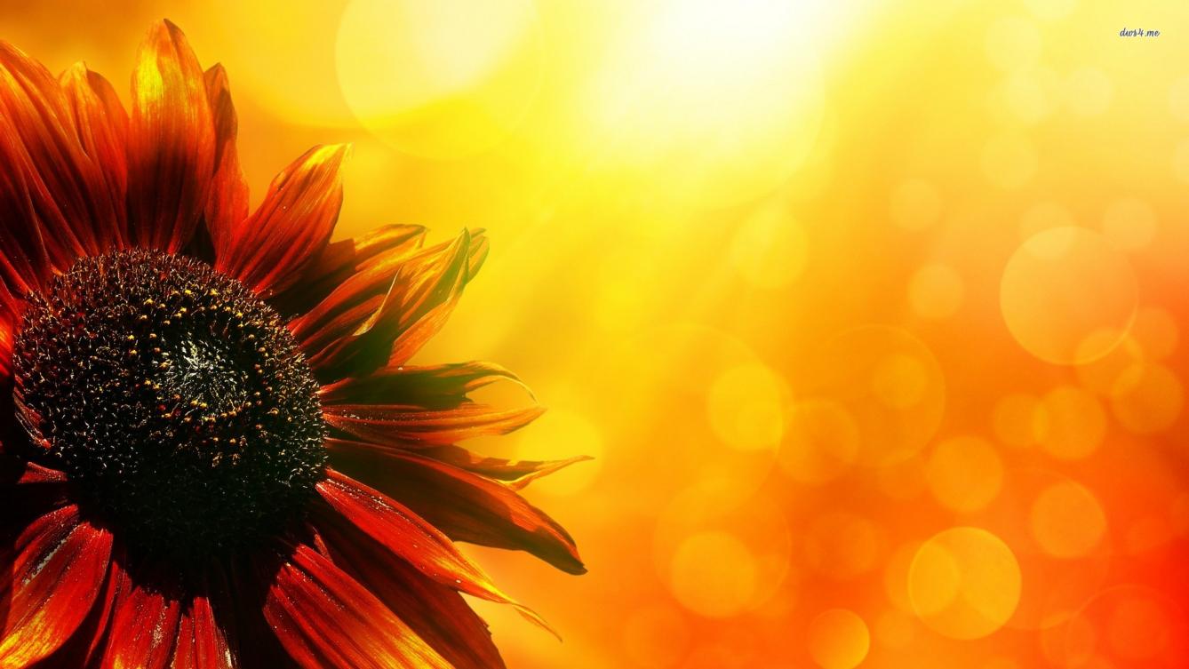 Sunflower Wallpaper ~ Wallpaper Area - Wallpaper - HD Wallpaper 