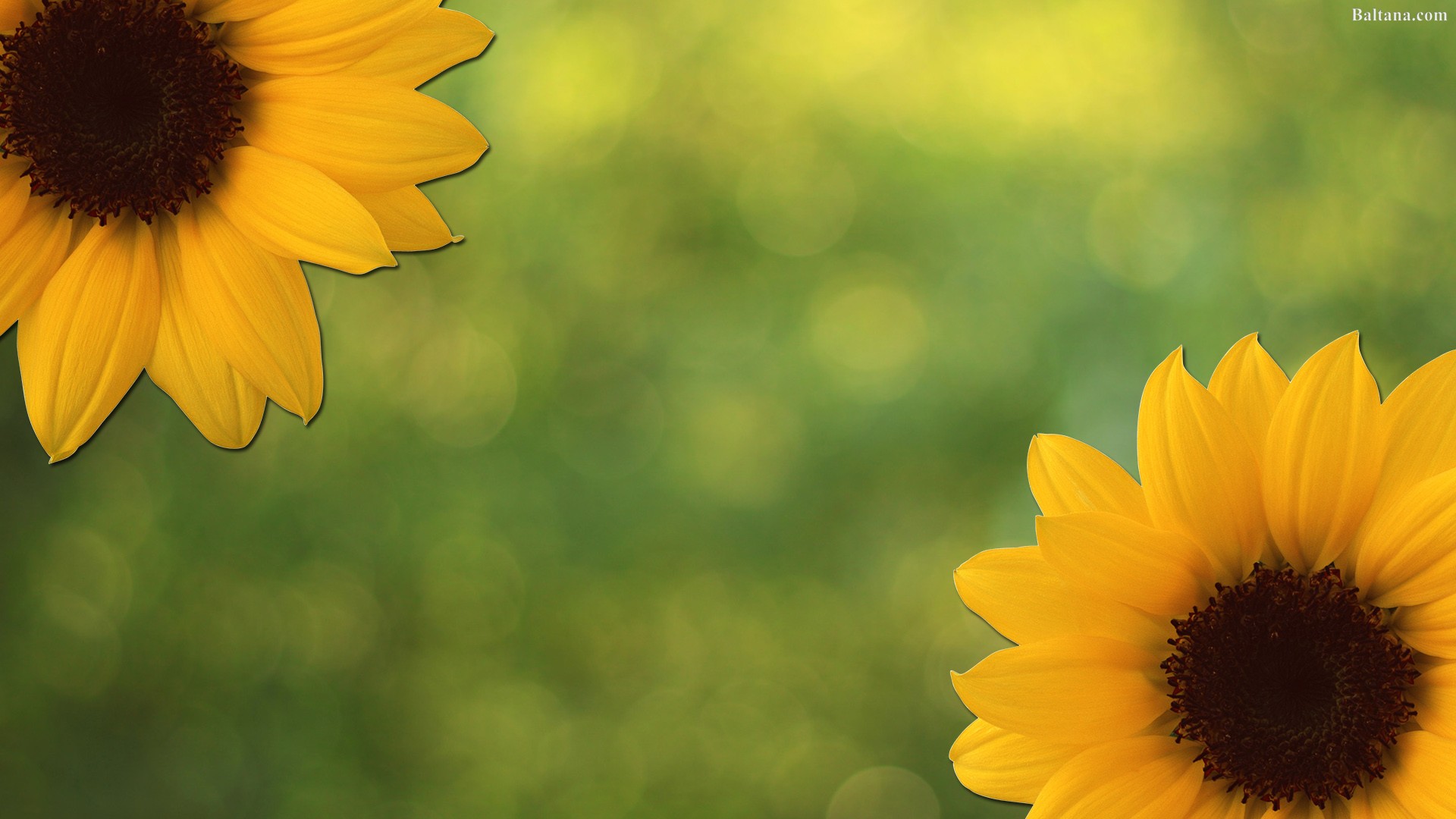 Sunflower Wallpaper Hd - Flowers - HD Wallpaper 