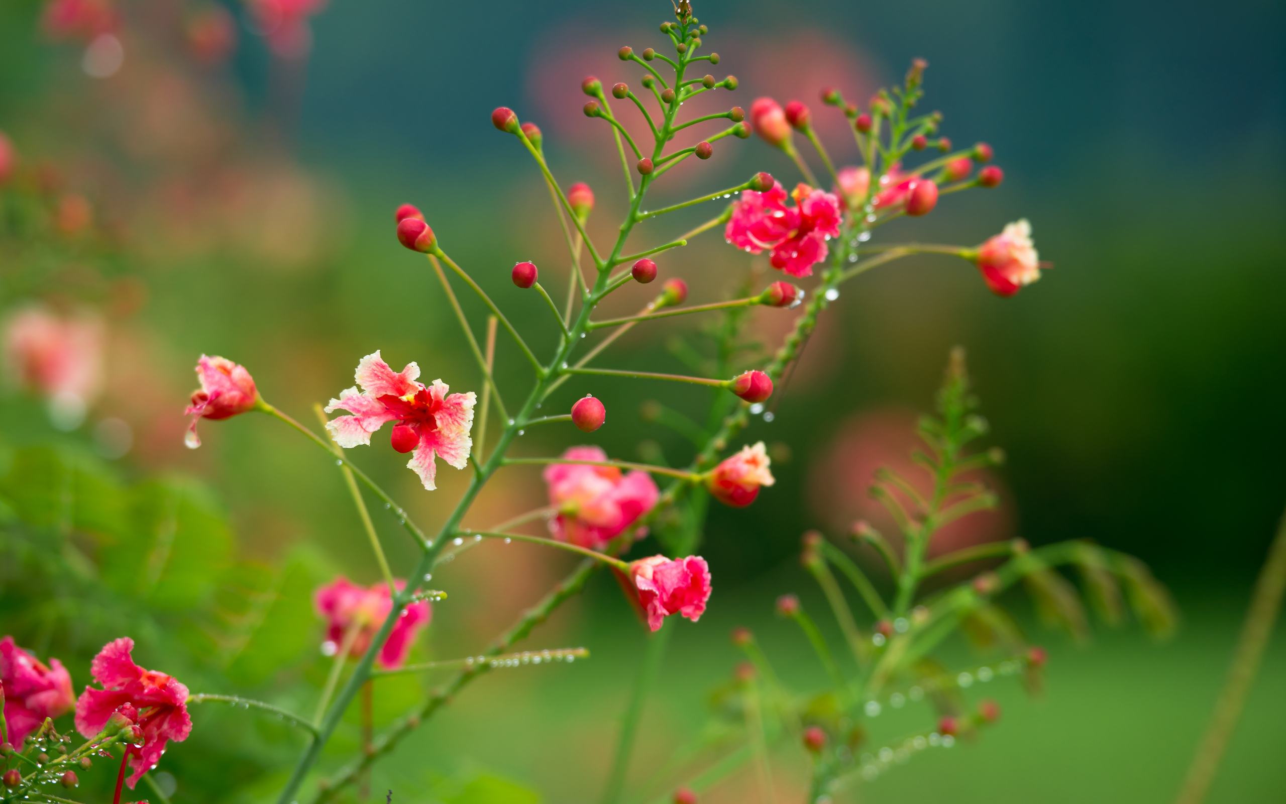 Cute Flowers Hd Wallpapers Download - HD Wallpaper 