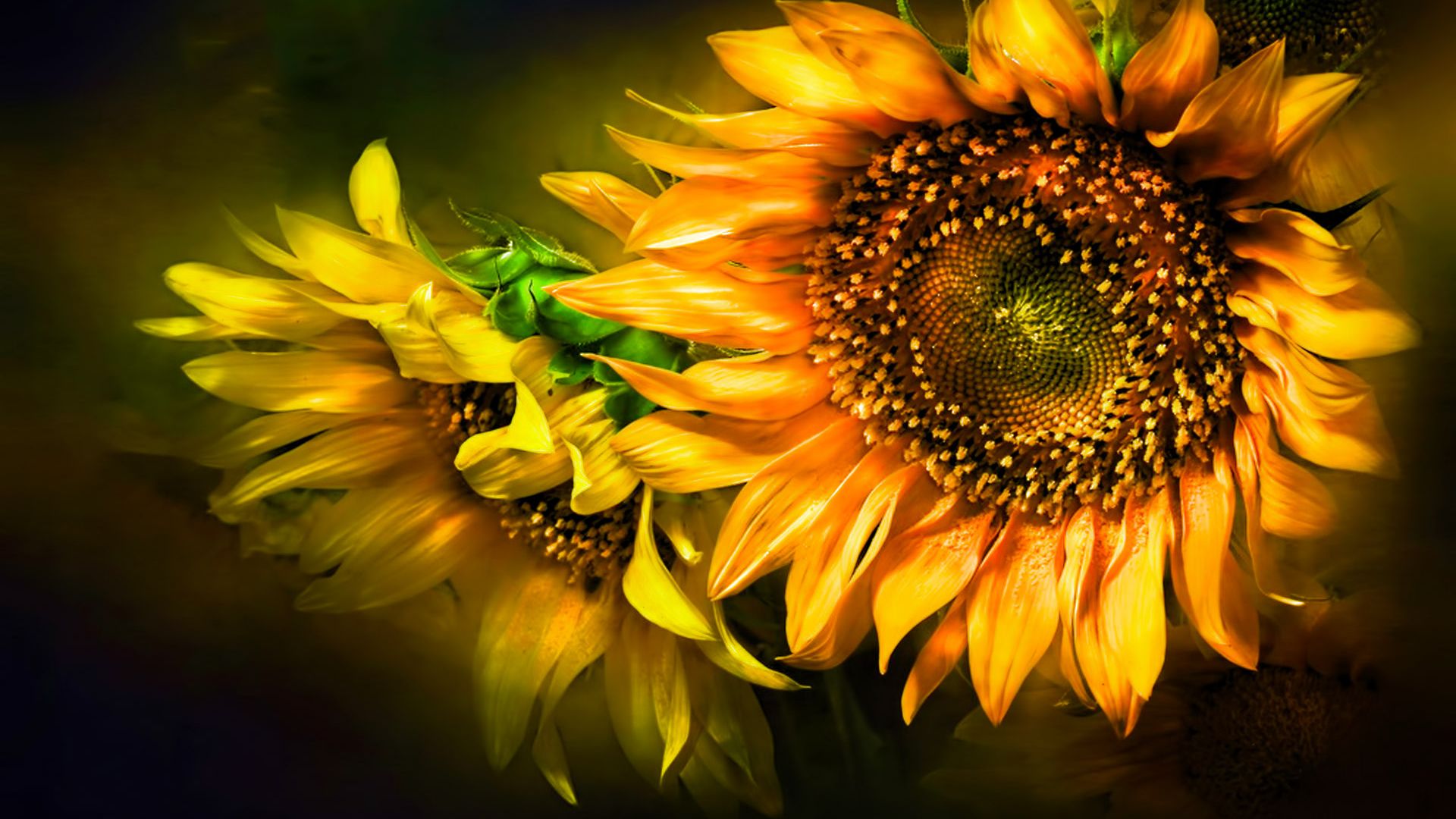 Sunflower Hd - Sunflower Wallpaper For Desktop - HD Wallpaper 