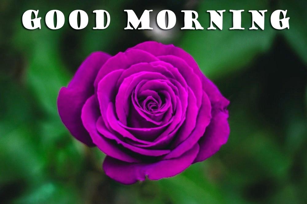 Whatsapp Good Morning Flower Images Free Download - HD Wallpaper 