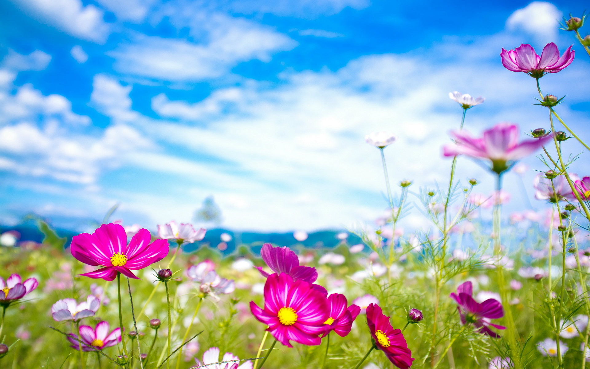 Most Beautiful Flowers Wallpaper For Desktop 
 Src - Most Beautiful Flowers Wallpapers For Desktop - HD Wallpaper 