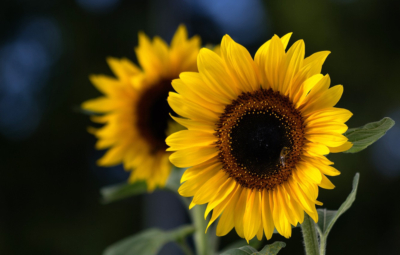 Photo Wallpaper Sunflowers, Petals, Sunflower - Fondos De Pantalla De Flores - HD Wallpaper 