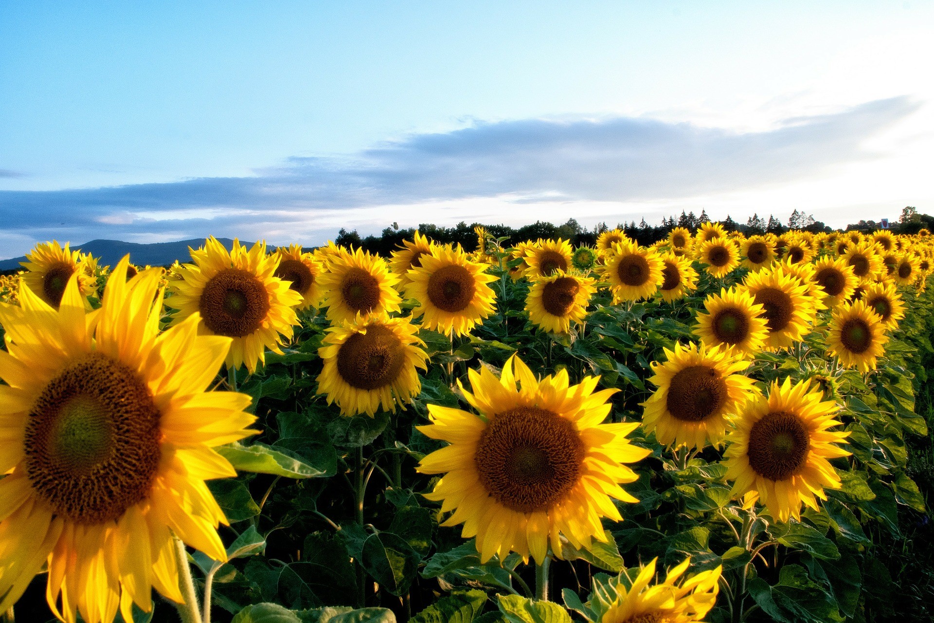 Yellow Sunflower Wallpapers Pictures - Sunflower Computer Background Hd - HD Wallpaper 
