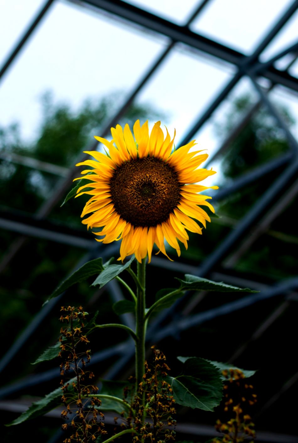 20 Sunflower Pictures Hq Download Free Images On Unsplash - Sunflower Phone Wallpaper Hd - HD Wallpaper 