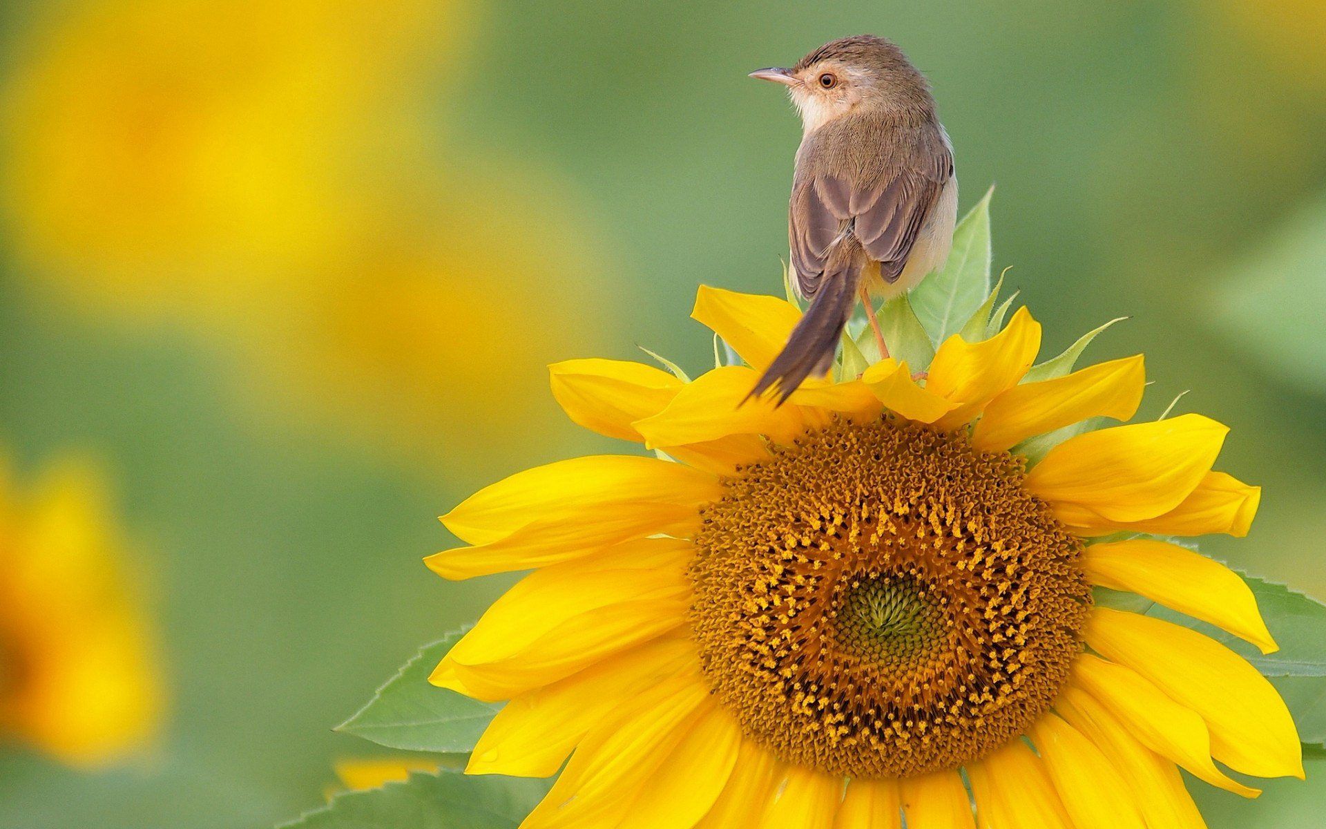Free Sunflower Wallpaper Picture « Long Wallpapers - Sunflowers With Birds - HD Wallpaper 