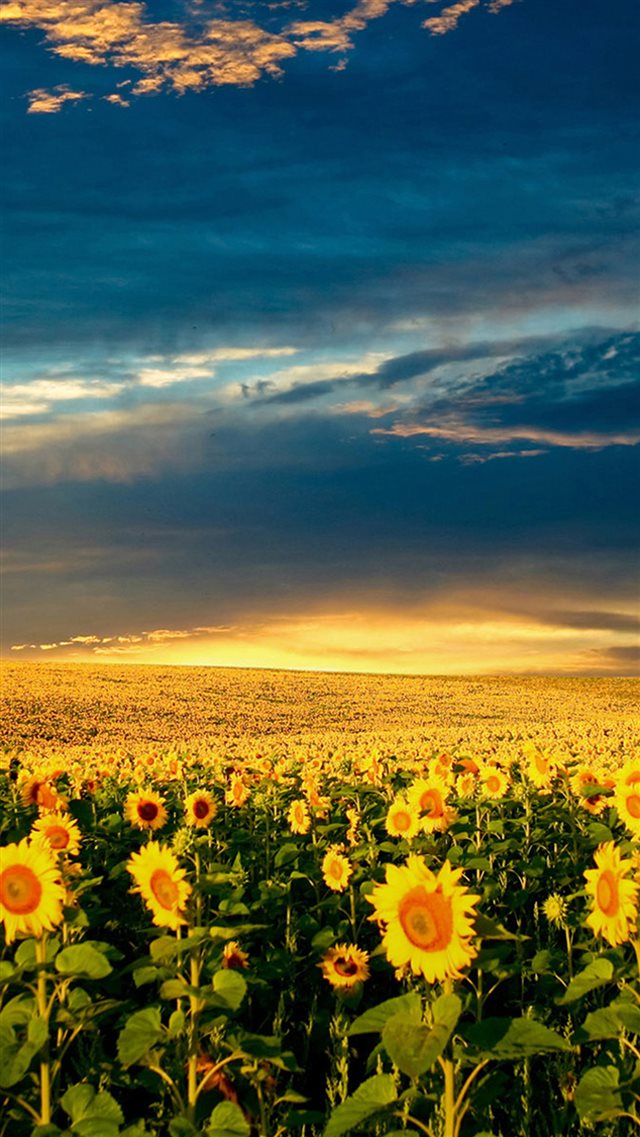 Nature Splendid Vast Sunflower Field Iphone 8 Wallpaper - Sunflower Iphone Wallpaper 4k - HD Wallpaper 