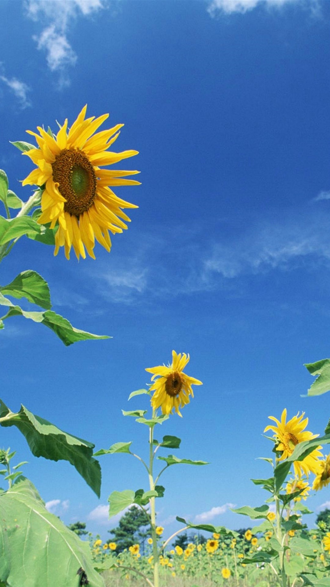 Sunflower Android Wallpaper Hd With Hd Resolution - Nature Flower Wallpaper Iphone 6 Hd - 1080x1920 Wallpaper Sunflower Android Wallpaper Hd With Hd Resolution - Nature Flower Wallpaper Iphone 6 Hd - 1080x1920 Wallpaper