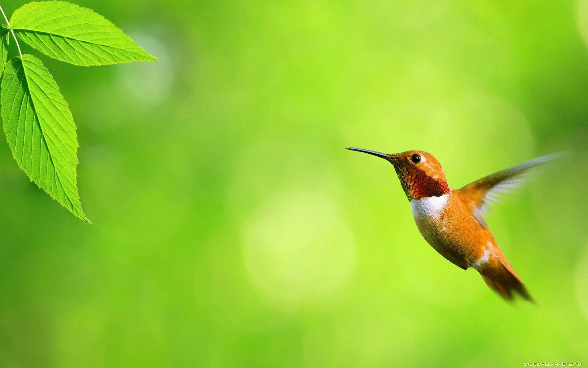A Selection Of 10 Image Of Birds In Hd Quality - Humming Birds Hd - HD Wallpaper 
