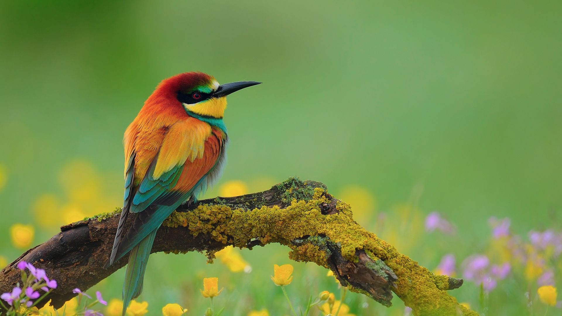Download Wallpaper Bird, Bee Eater, Branch, Flower - Birds Images Hd - HD Wallpaper 