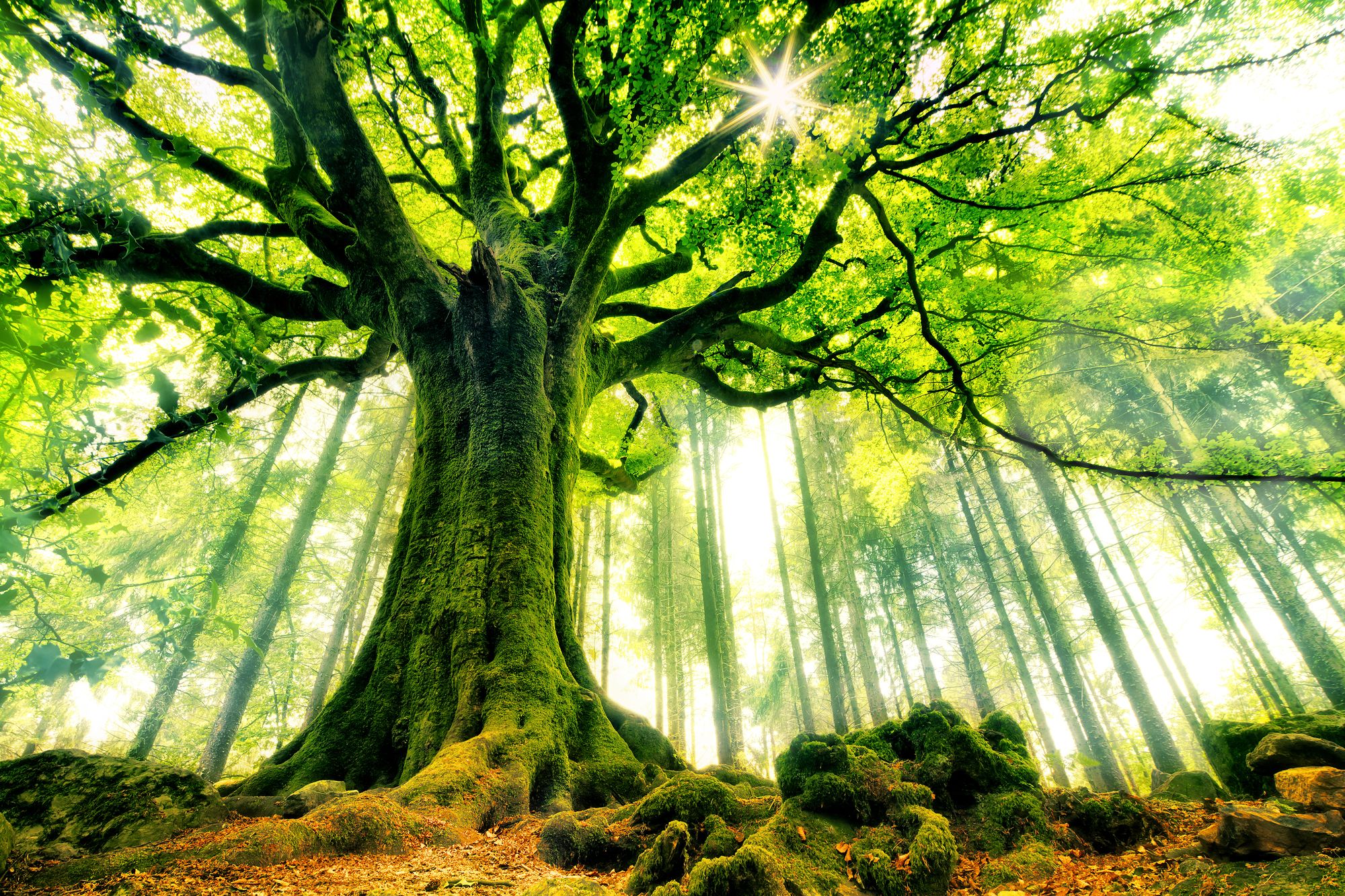 Mother Tree Wall Mural & Mother Tree Wallpapers - Most Beautiful Trees In The World - HD Wallpaper 