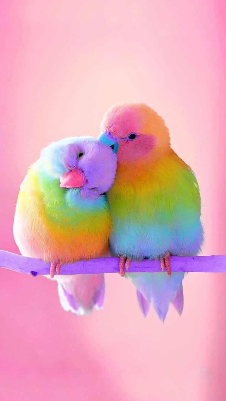 Cute Birds - HD Wallpaper 