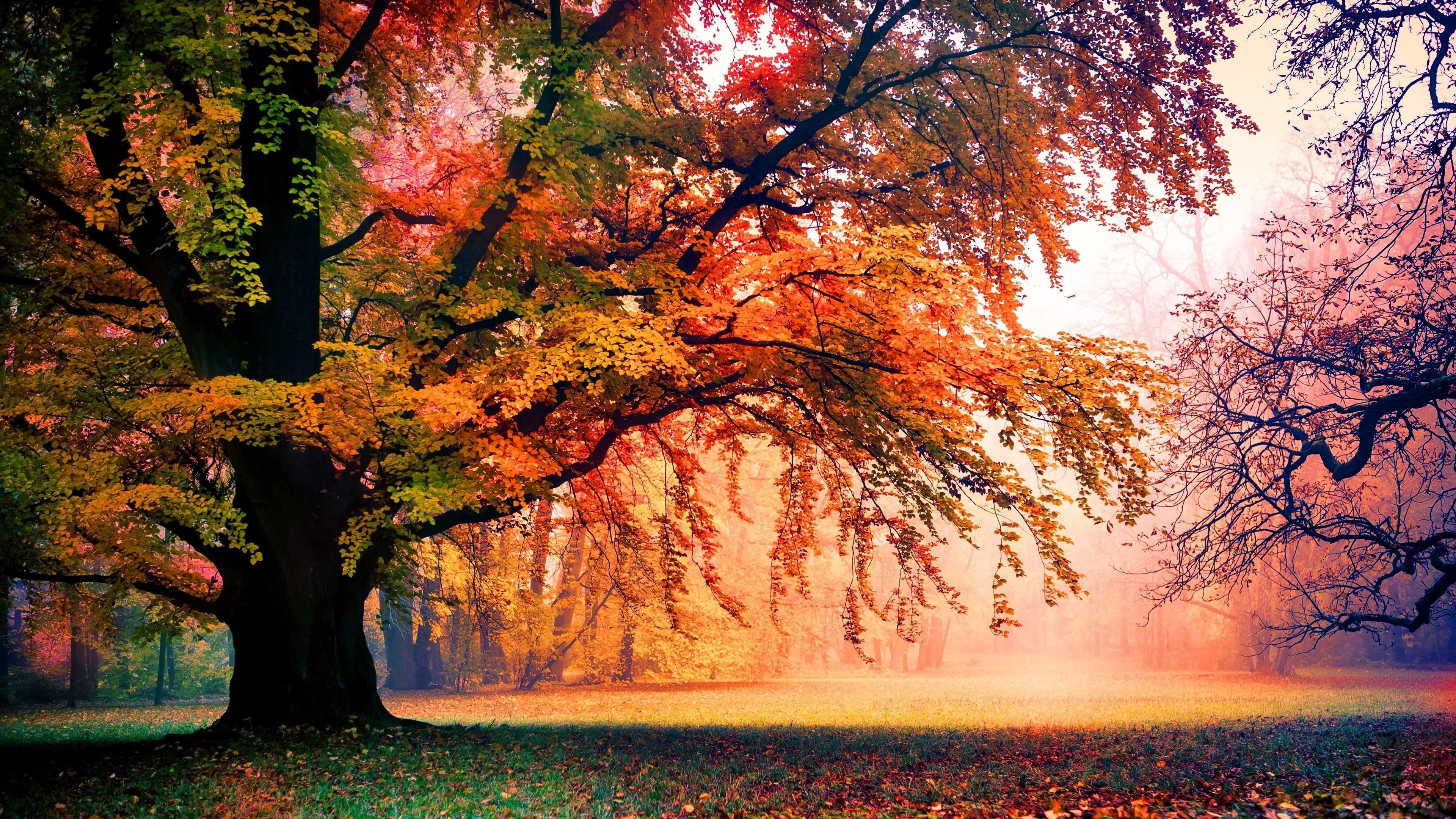 3840x2160, Colorful Autumn Trees Wallpaper - Fall Wallpaper Macbook Air - HD Wallpaper 
