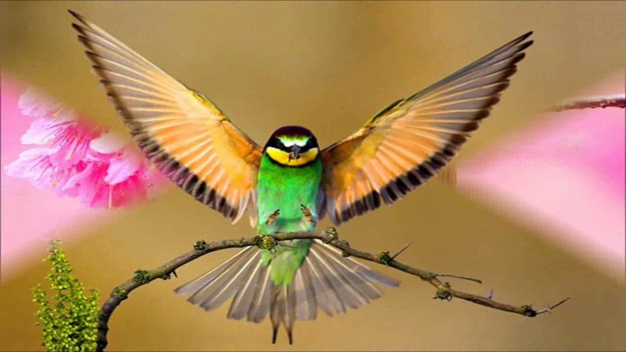 Good Morning Flying Birds - HD Wallpaper 