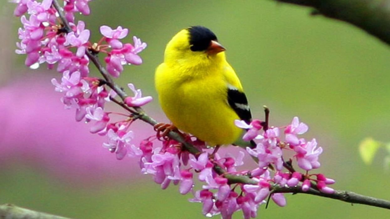 Beautiful Hd Birds Wallpapers - Yellow Bird In Spring - HD Wallpaper 