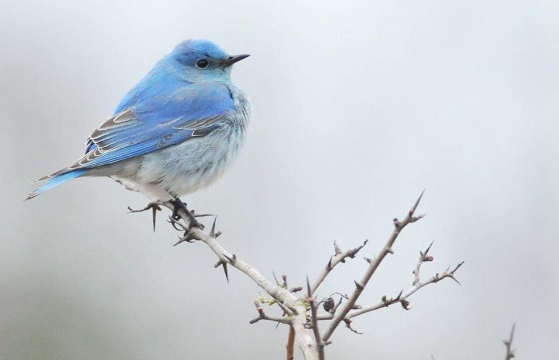 Blue Bird Hd Wallpapers - Beautiful Birds Sitting On Tree - HD Wallpaper 