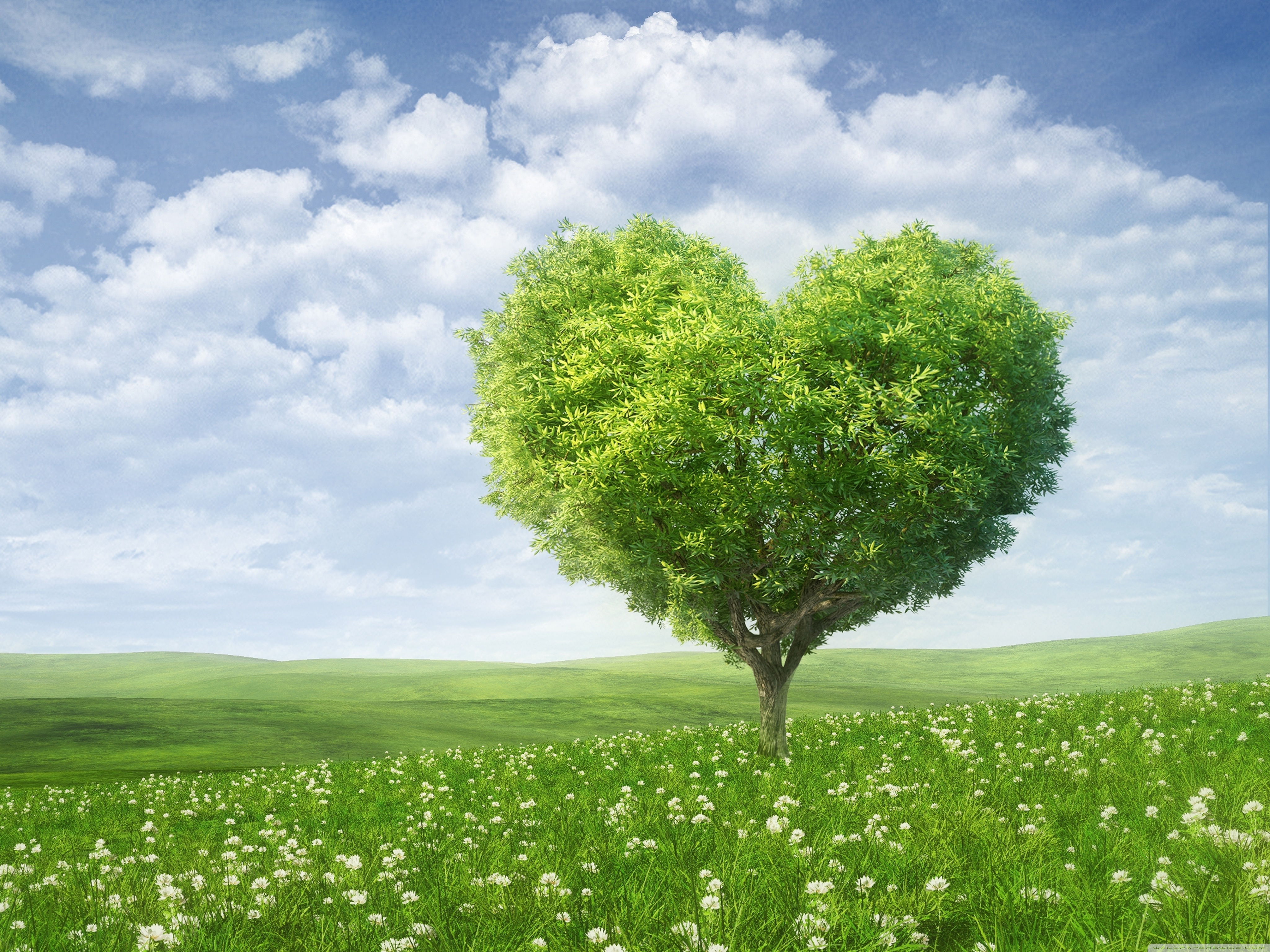 Love Green Heart Tree - HD Wallpaper 