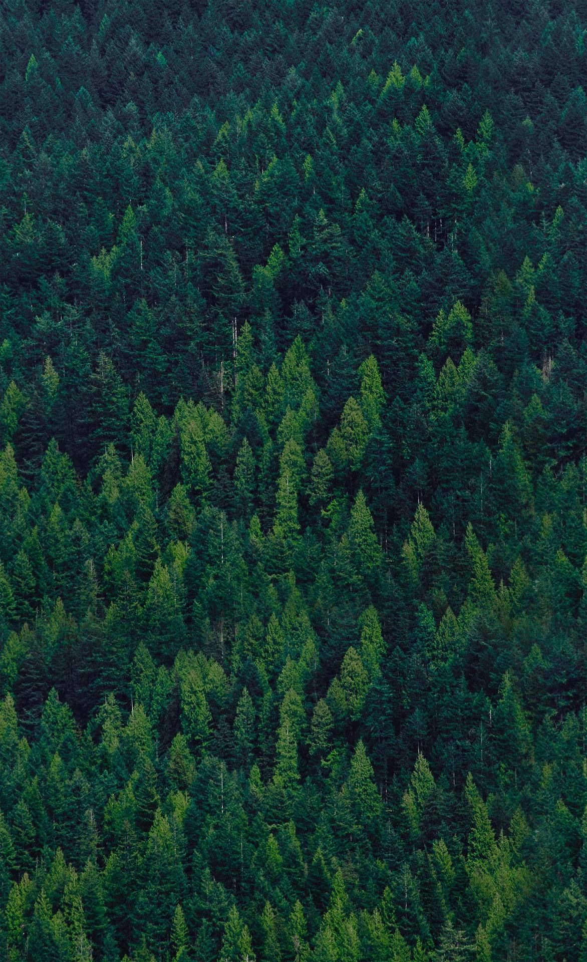 Fondos De Pantalla Verde - HD Wallpaper 