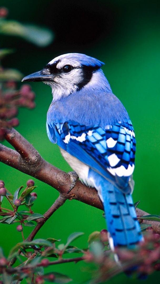Blue Bird Wallpaper Iphone Resolution - Blue Bird Wallpaper Iphone - HD Wallpaper 