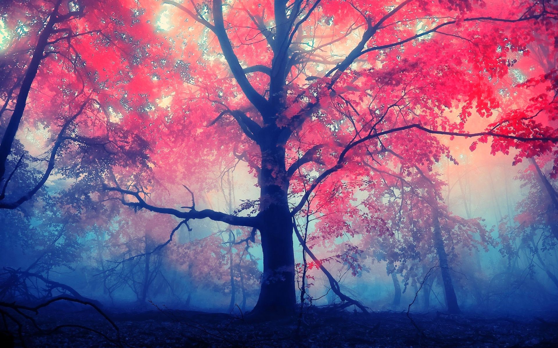 Red Leaves Tree Wallpaper - Backgrounds Trees - HD Wallpaper 