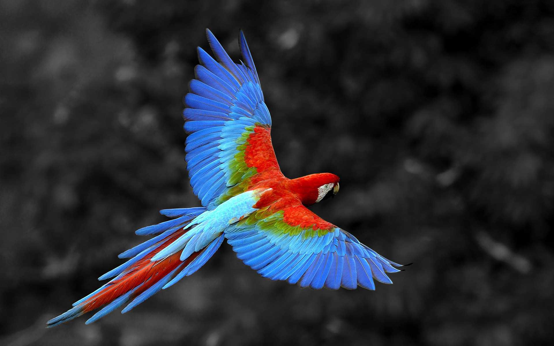 Birds Hd - HD Wallpaper 