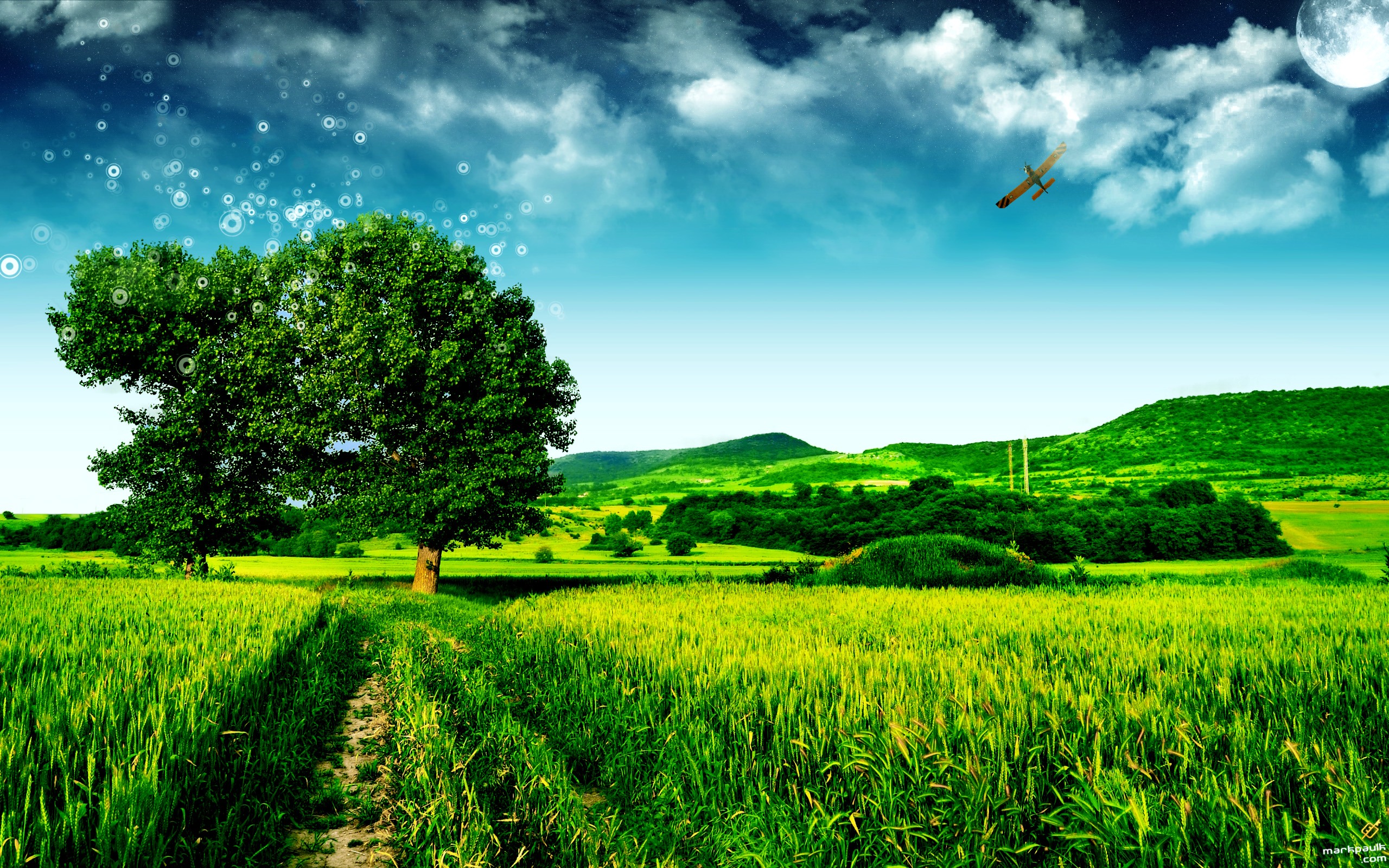 Tree Walpaper - HD Wallpaper 