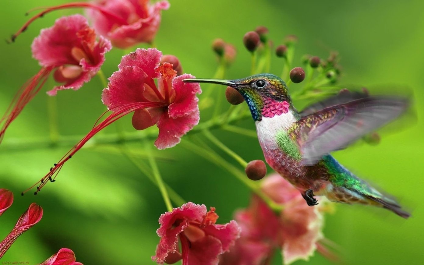 Beautiful Bird Desktop Wallpaper - De Colibries - HD Wallpaper 