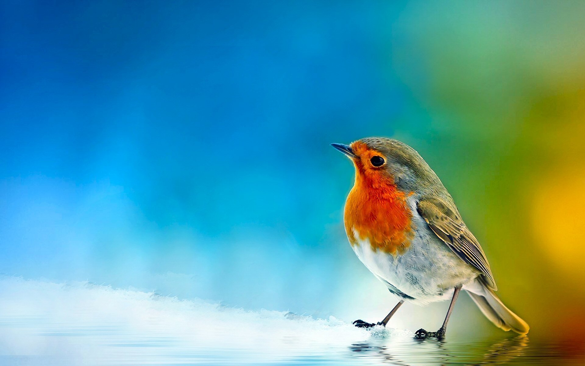 Beautiful Bird Wallpaper - Background Wallpaper Bird - HD Wallpaper 