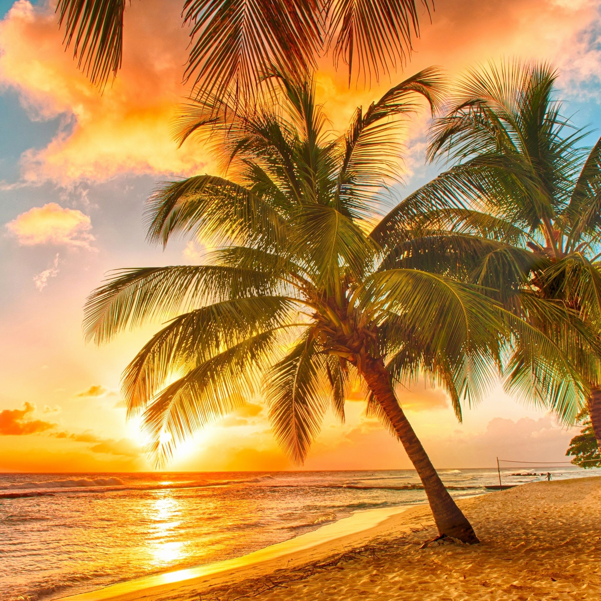 2048x2048, Palm Tree Wallpaper Awesome Palm Trees Beach - Tropical Beach Sunset Hd - HD Wallpaper 