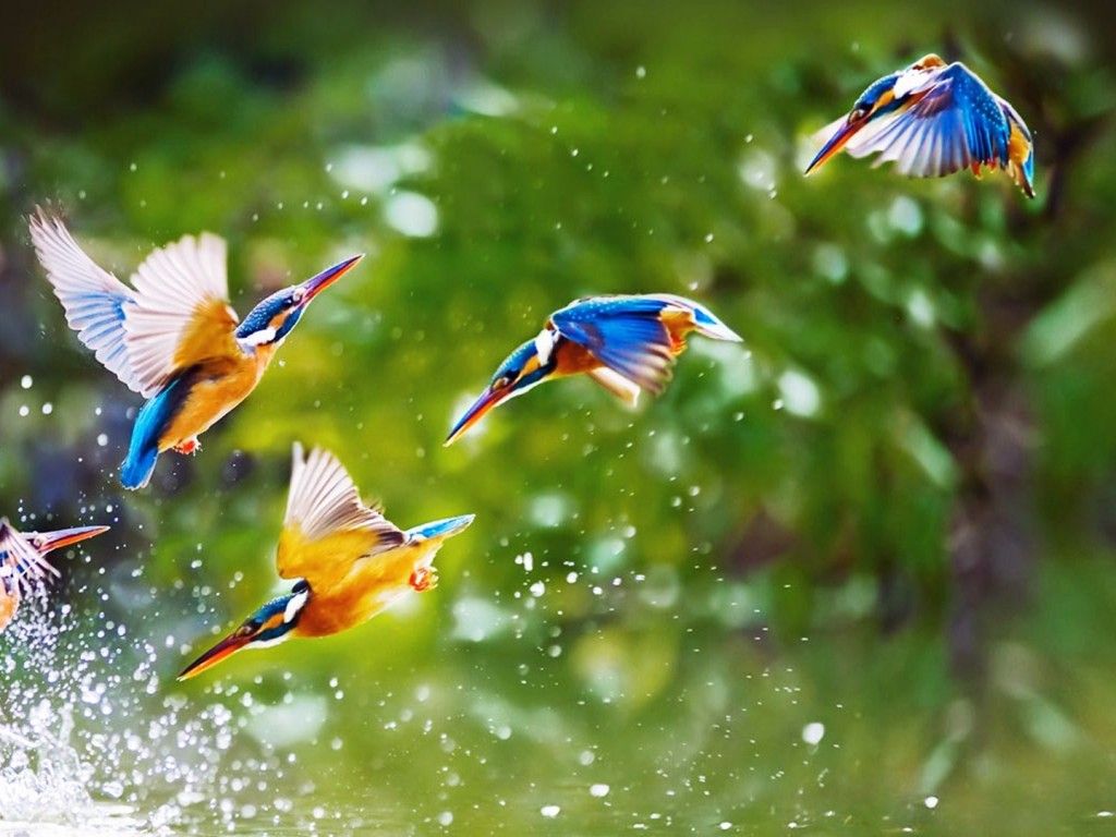 Flying Birds Hd Wallpapers - Birds Hd - HD Wallpaper 