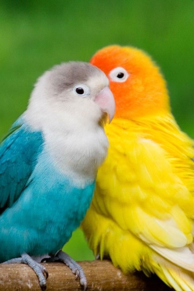 Love Birds - HD Wallpaper 