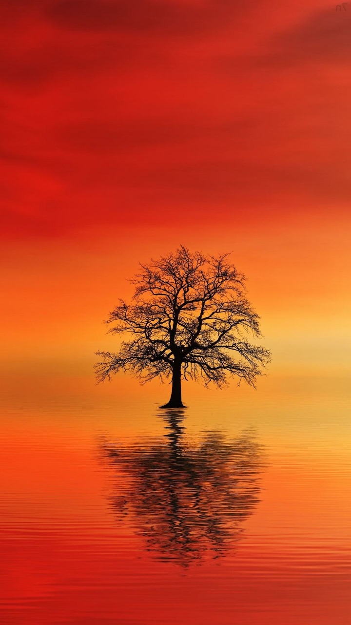 Unlessamount Tree Wallpaper S11 Iphone 4 - Silhouette - HD Wallpaper 
