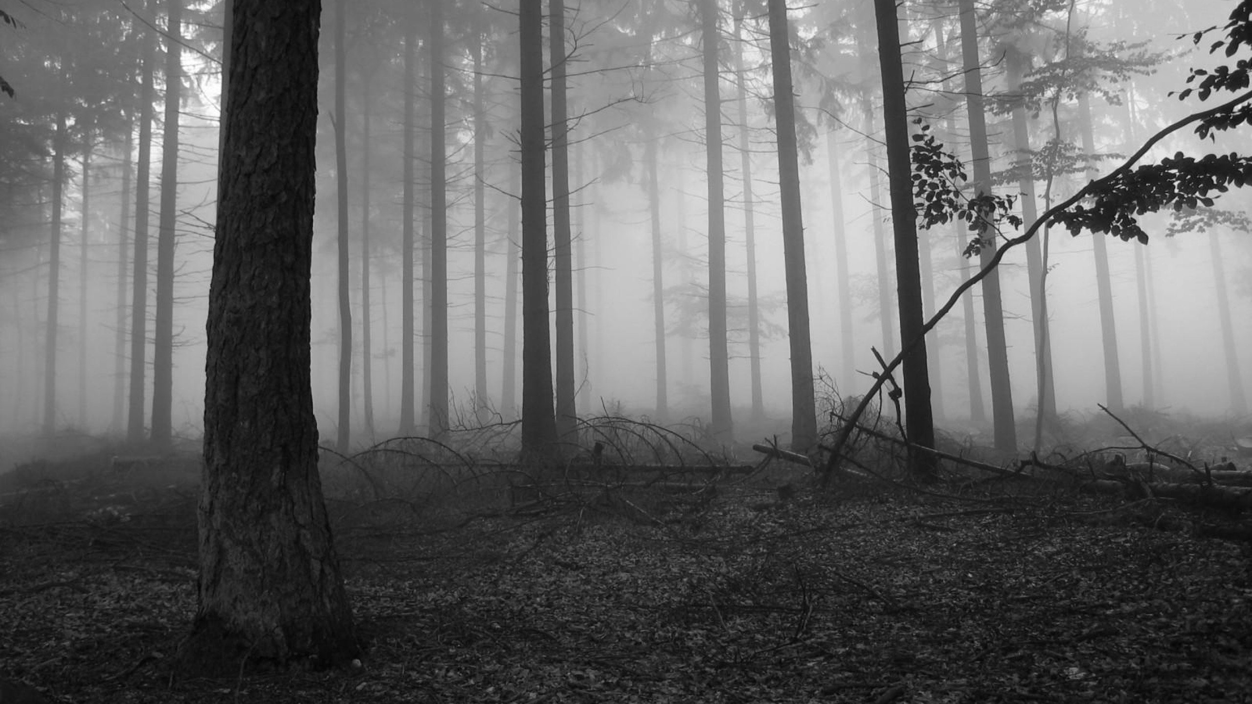 Fog In The Dark Forest Nature Hd Desktop Wallpaper, - Black And White Forest Hd - 2560x1440 Wallpaper Fog In The Dark Forest Nature Hd Desktop Wallpaper, - Black And White Forest Hd - 2560x1440 Wallpaper