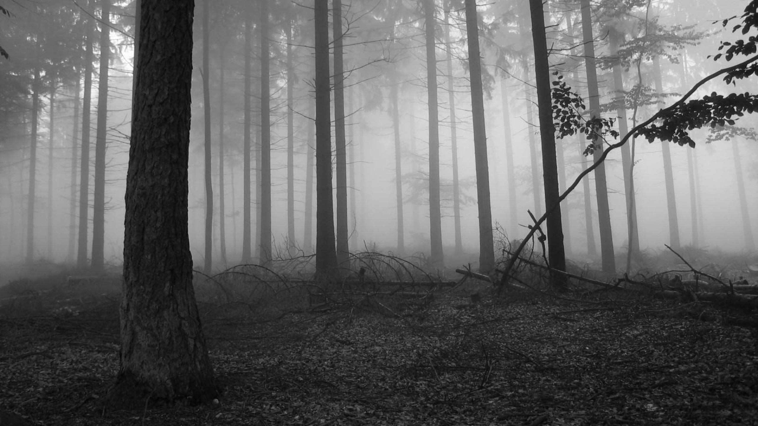 Fog In The Dark Forest Nature Hd Desktop Wallpaper, - Black And White Forest Hd - HD Wallpaper 