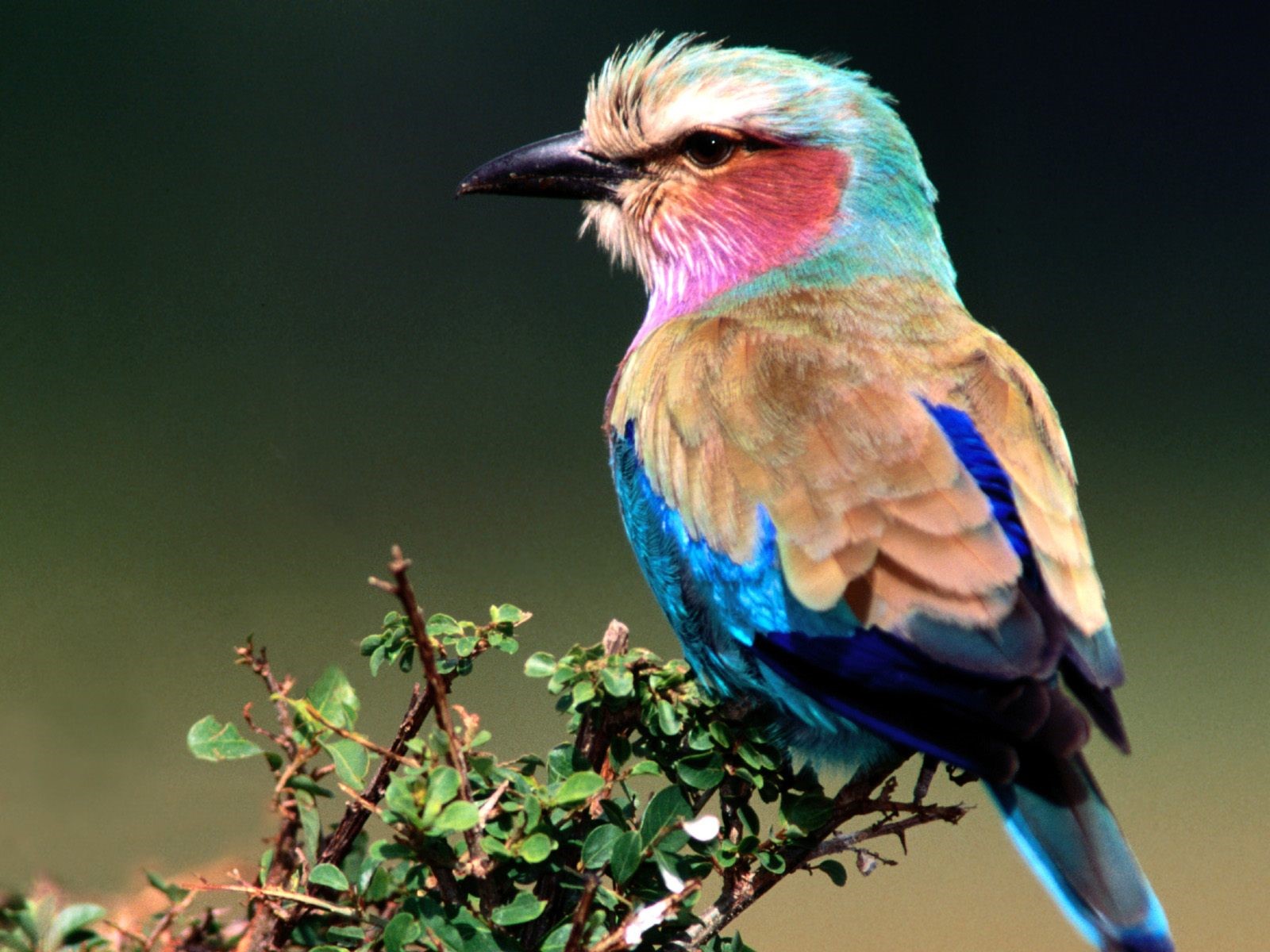 Beautiful Nice Lilac Breasted Roller Bird Wallpaper - Beautiful Birds High Resolution - HD Wallpaper 