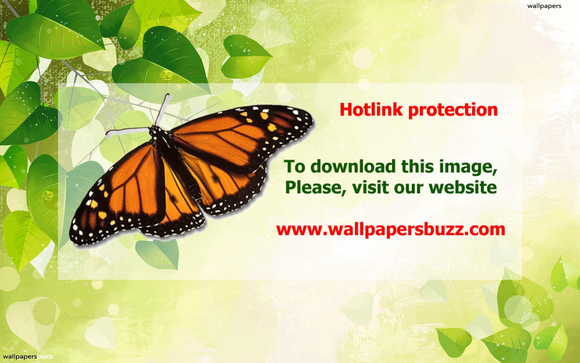 You Know About Butterflies - HD Wallpaper 