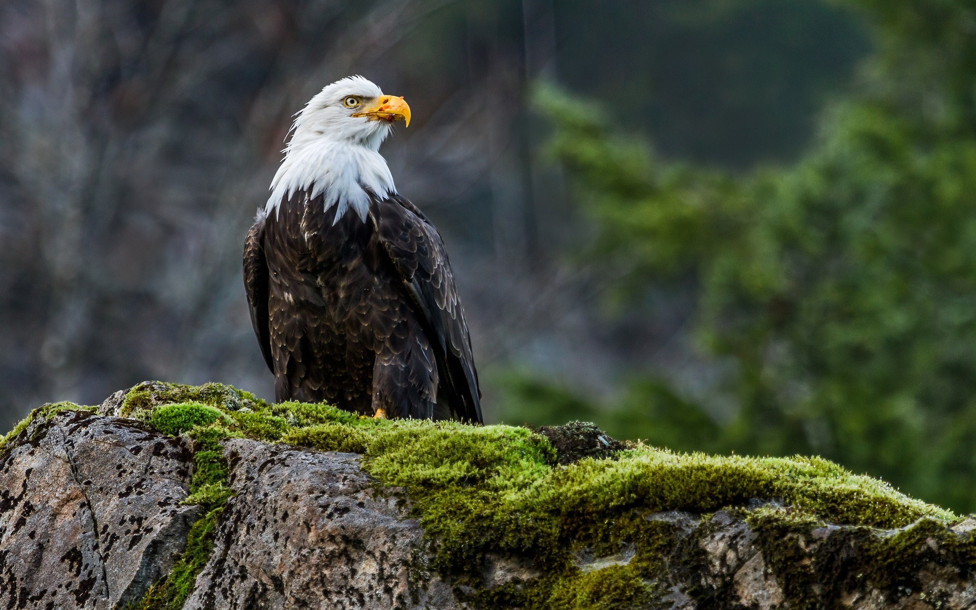 Bird Wallpaper - HD Wallpaper 