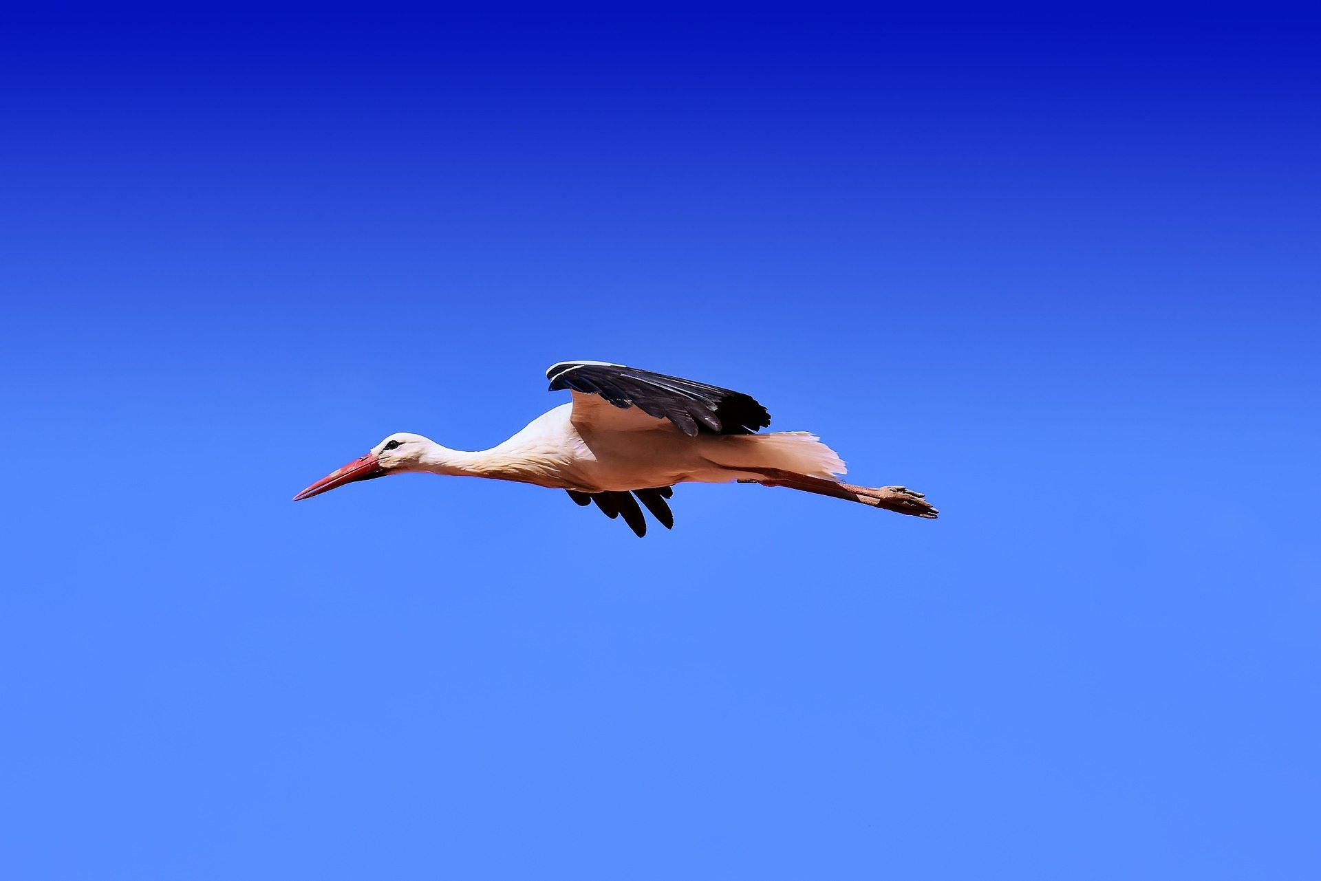 Flamingo Bird Flying In Sky 19 Wallpaper Bird Flying In The Sky 19x1281 Wallpaper Teahub Io