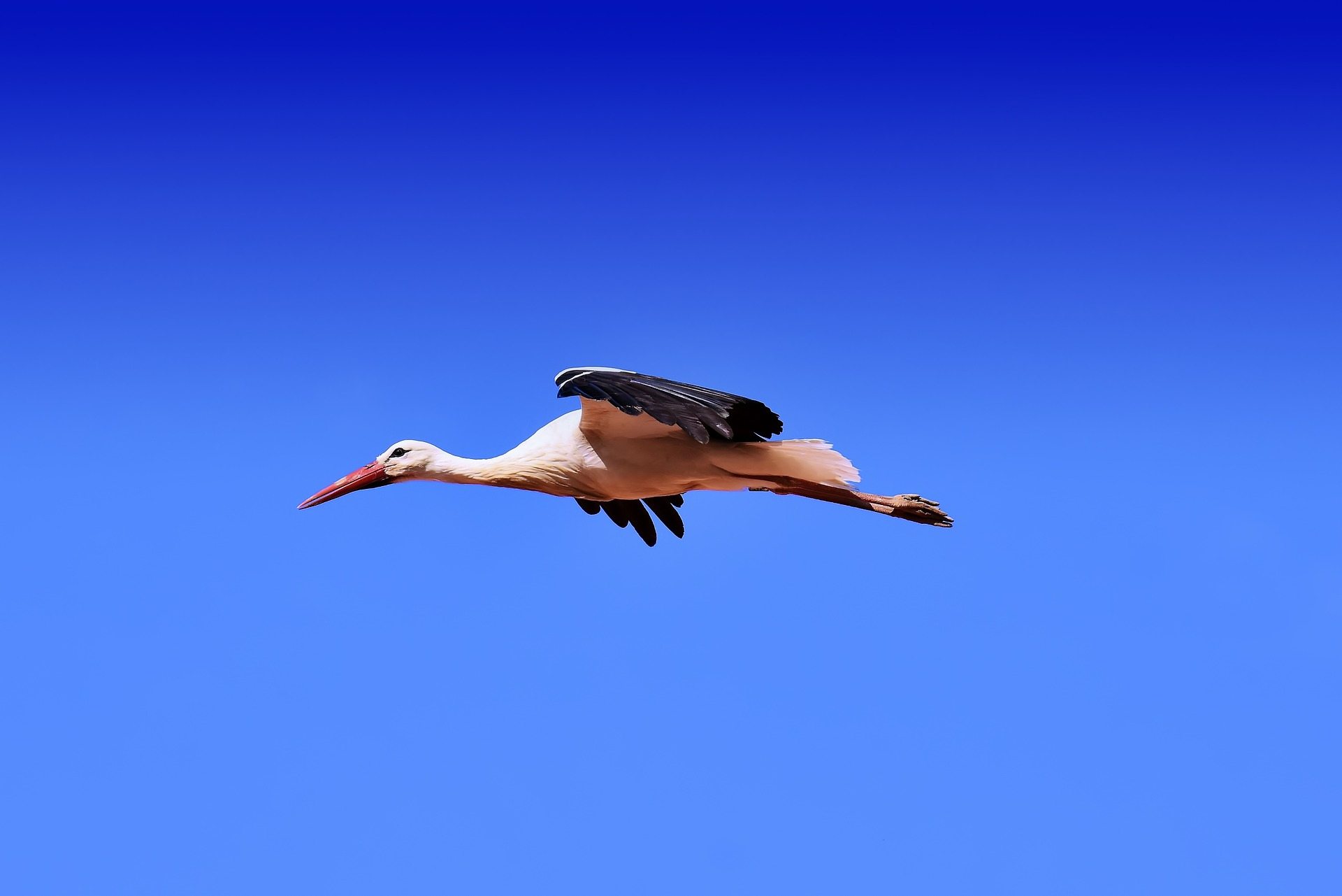 Flamingo Bird Flying In Sky 1920 Wallpaper - Bird Flying In The Sky - HD Wallpaper 