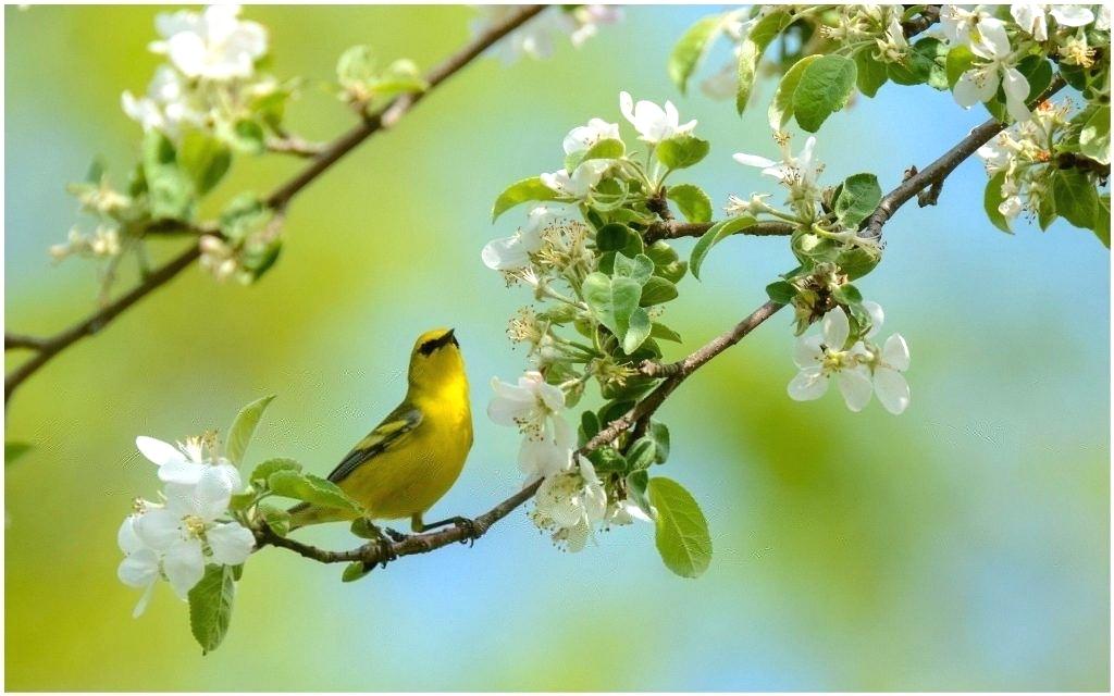 Bird On Flower Branch - HD Wallpaper 