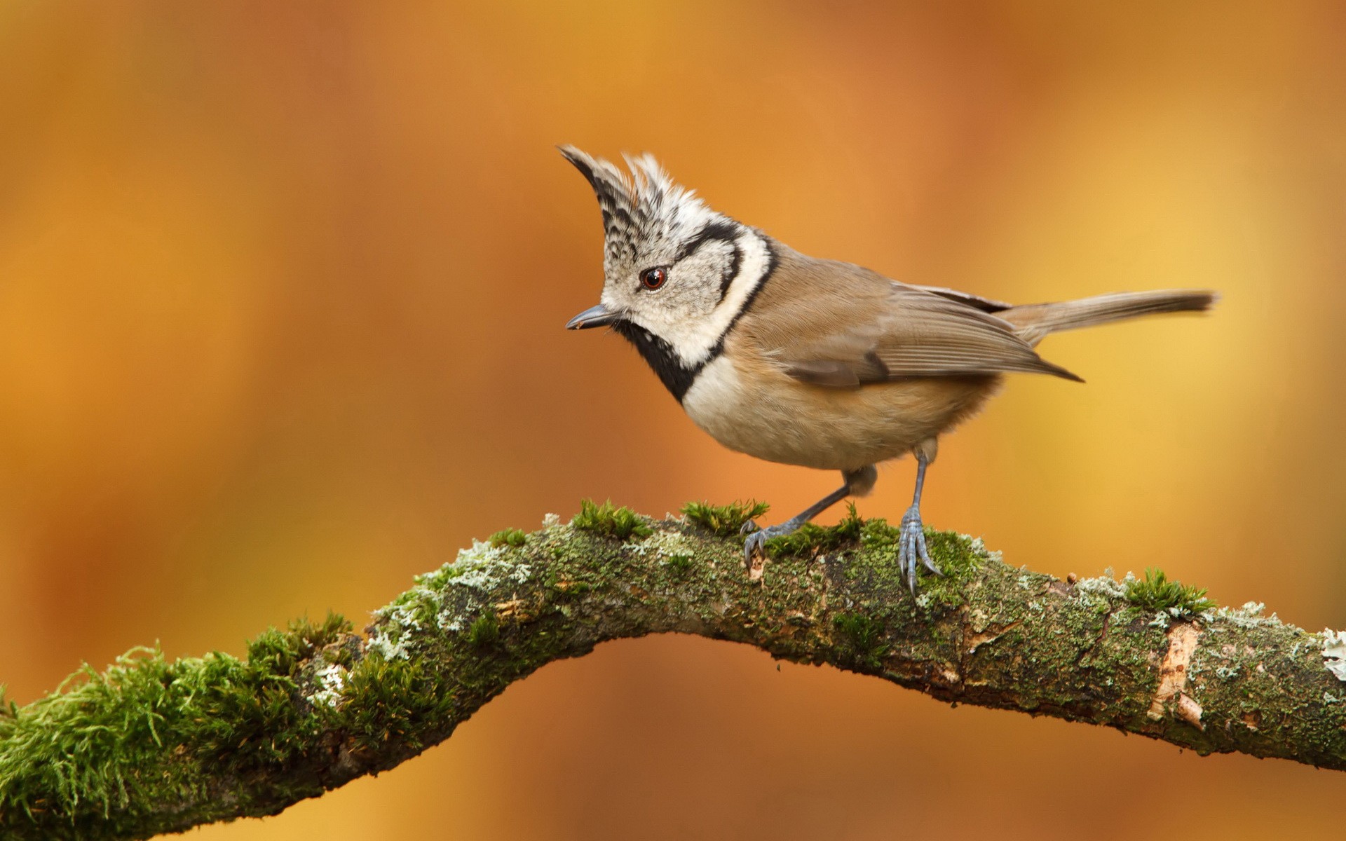 Small Bird With Head Feathers - HD Wallpaper 