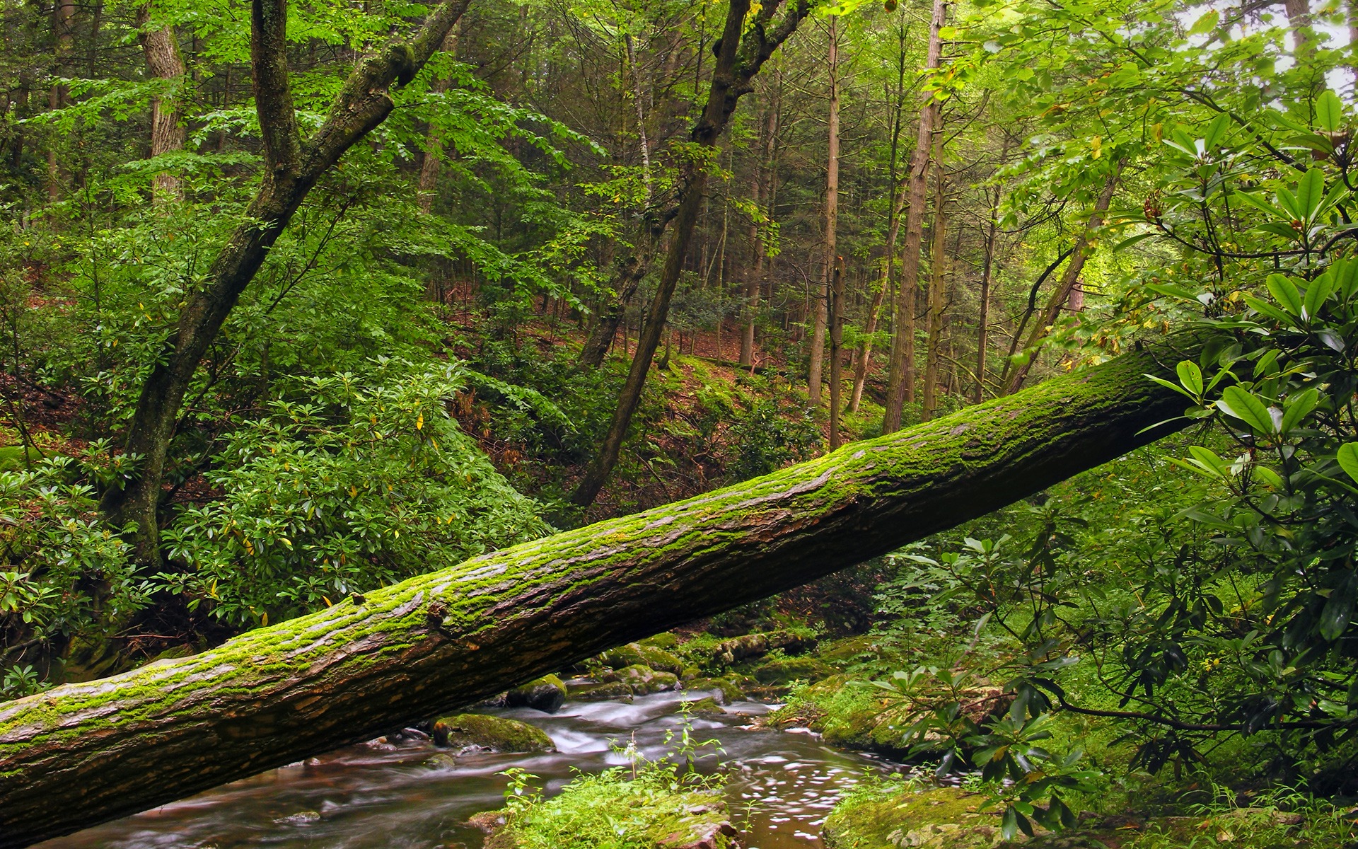Fallen Tree In Forest - HD Wallpaper 