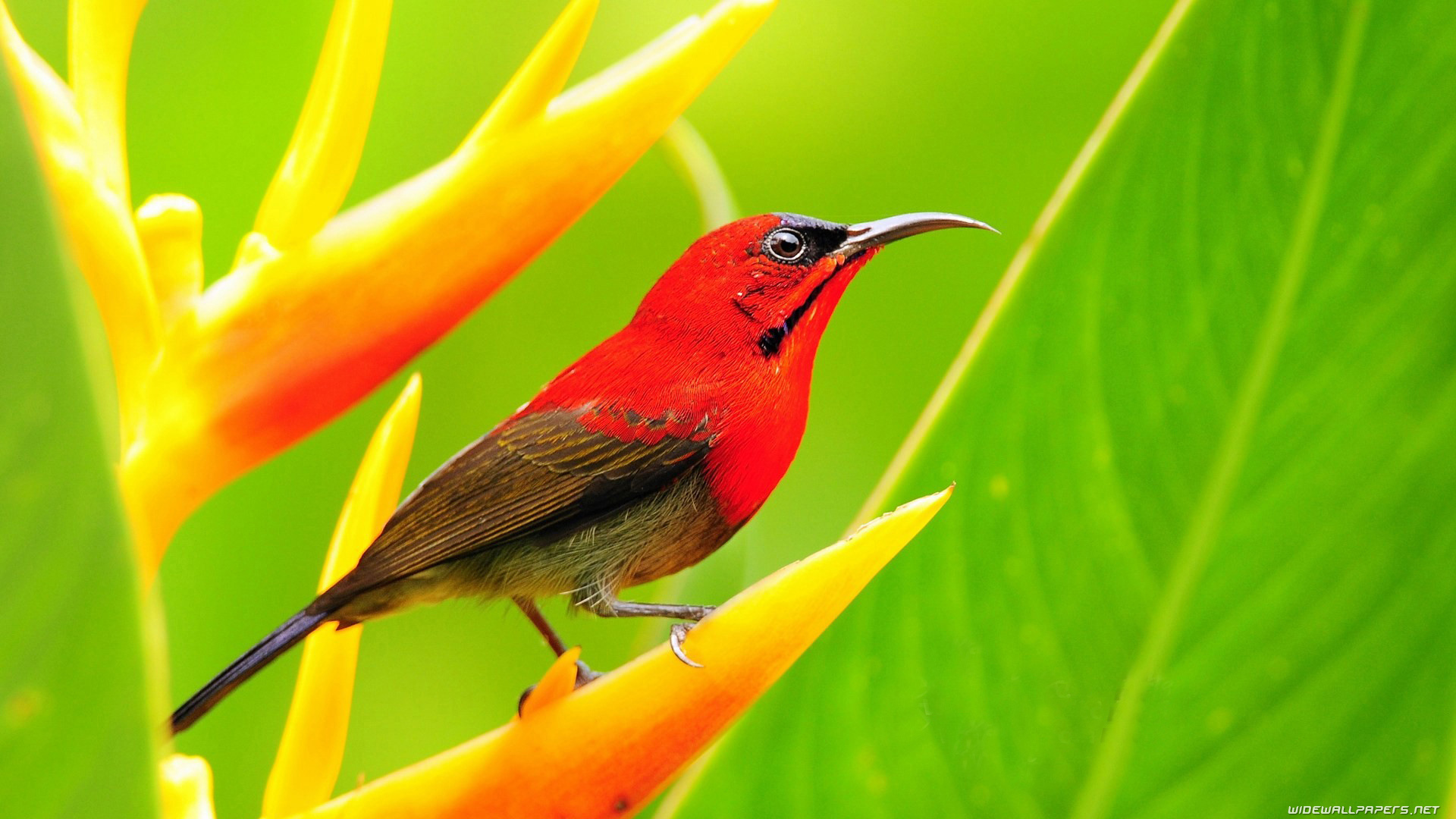 Colorful Birds Wallpapers - Birds 4k - HD Wallpaper 