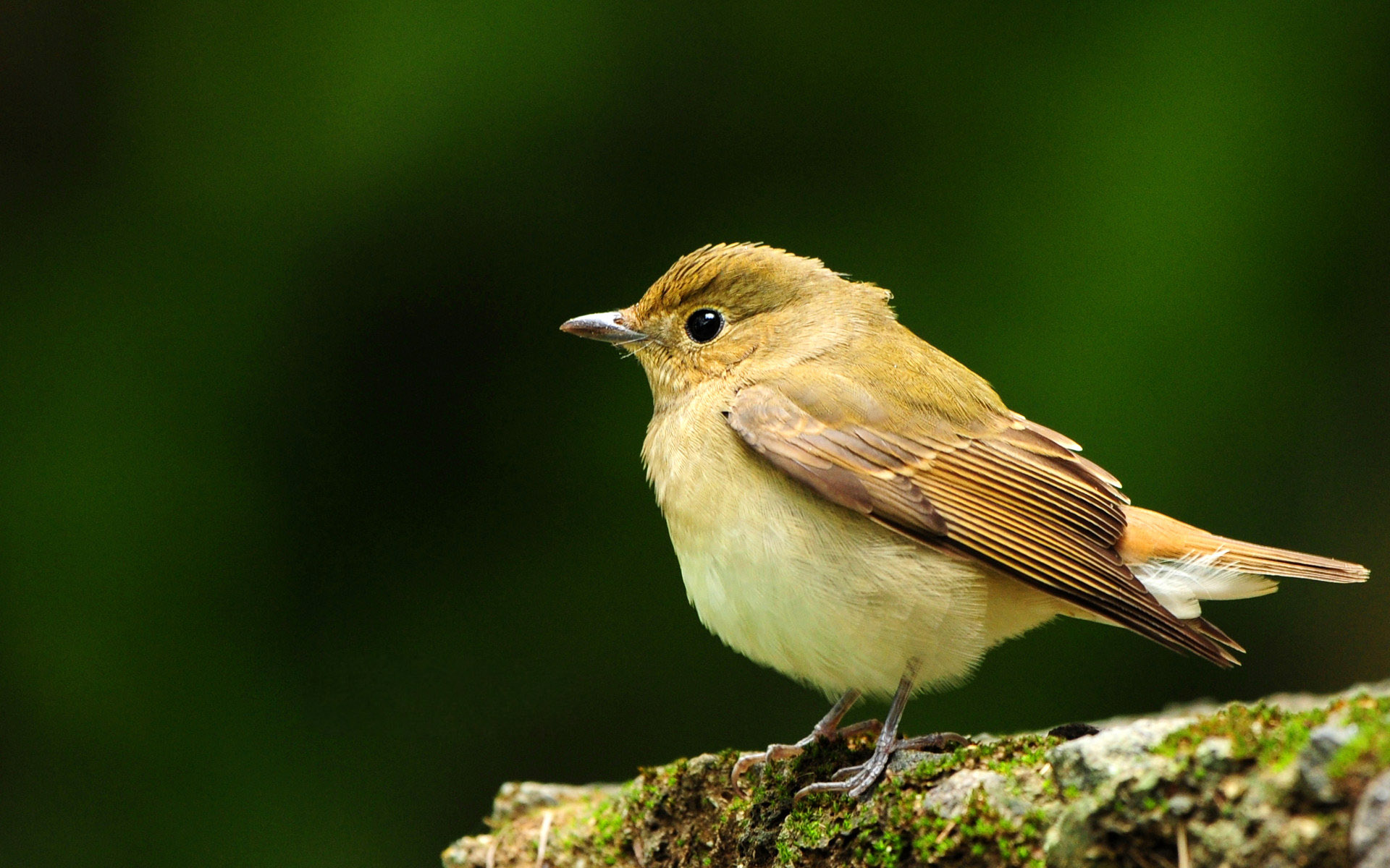 Bird Wallpaper - HD Wallpaper 