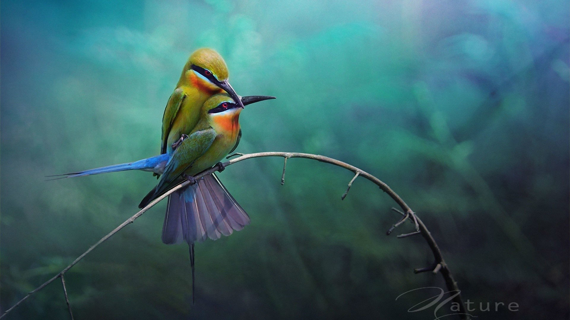 Love Birds Hd Wallpapers Beautiful Loving Birds Wallpapers - Love Birds  Background Hd - 1920x1080 Wallpaper 