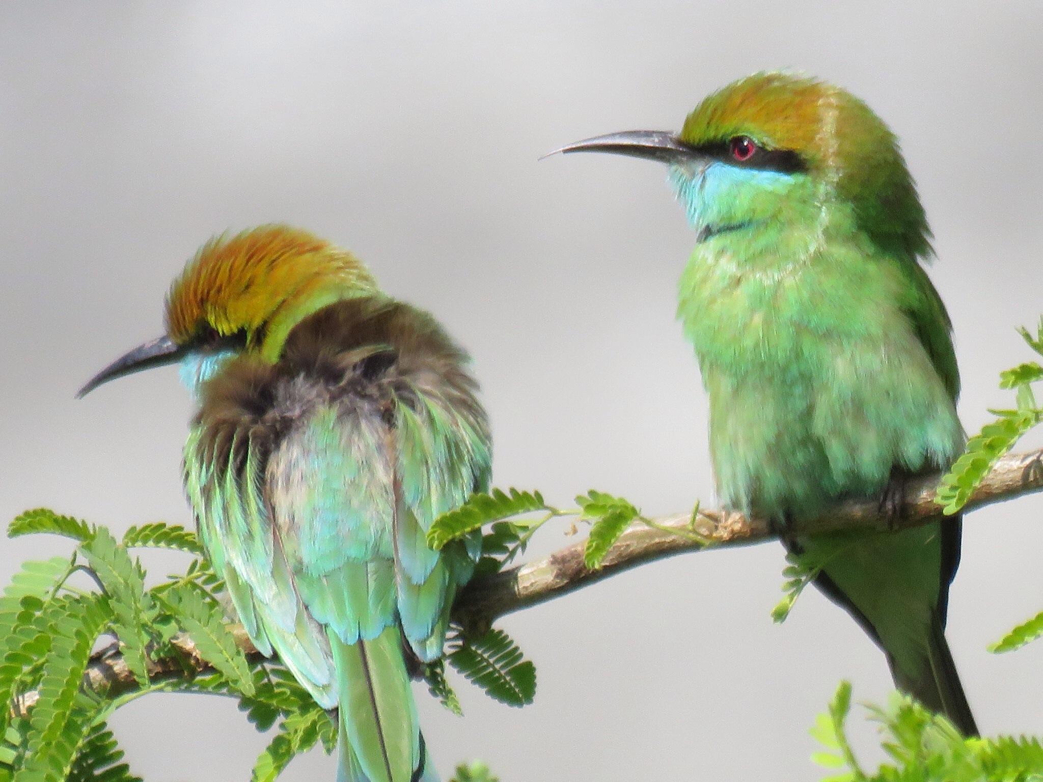 Neelkanth Bird Wallpaper - Neelkanth Bird - HD Wallpaper 