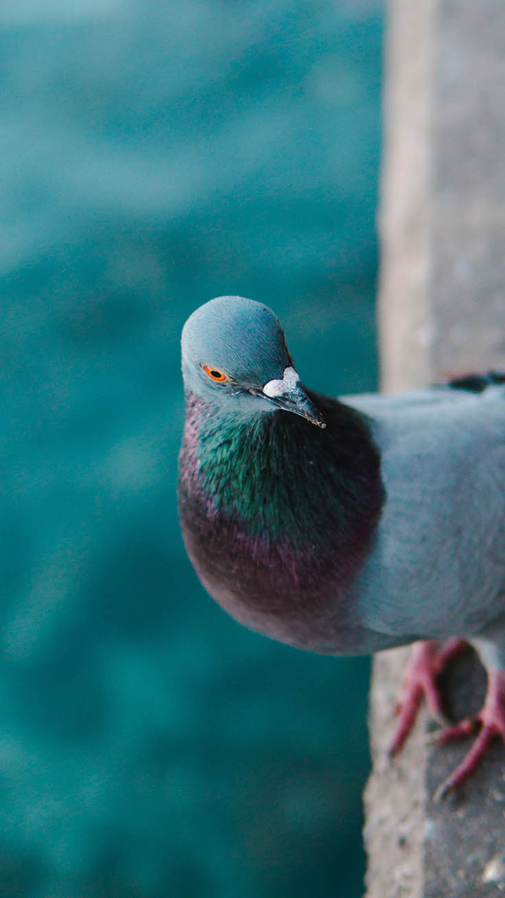 Birds Iphone Wallpaper Collection By Preppy Wallpapers - Birds Wallpaper For I Phone - HD Wallpaper 