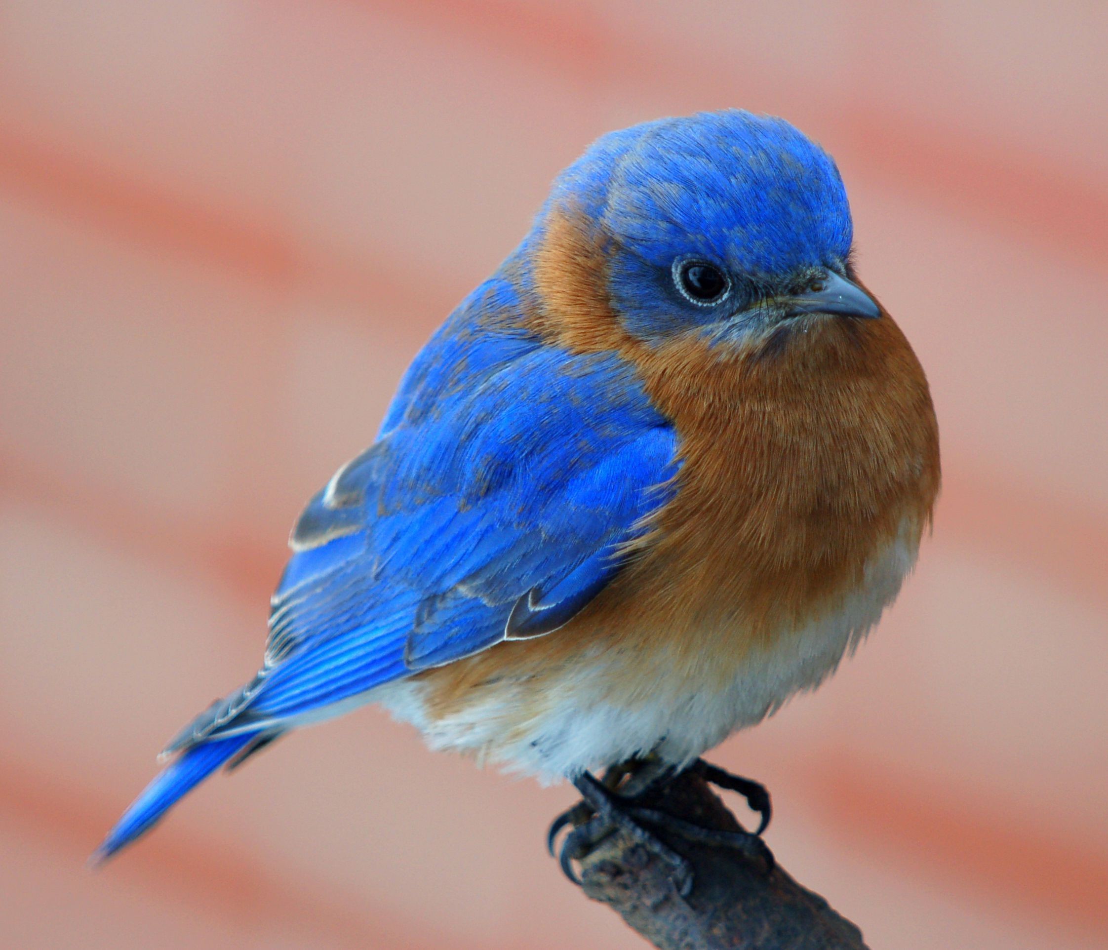 Eastern Bluebird 
 Data Src Large Blue Bird Wallpaper - Blue Bird - HD Wallpaper 